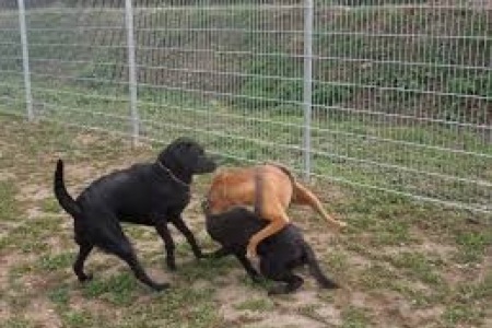 06_Hundeauslauf-3