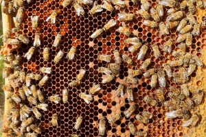 Bienen- und Artenschutz in Parndorf
