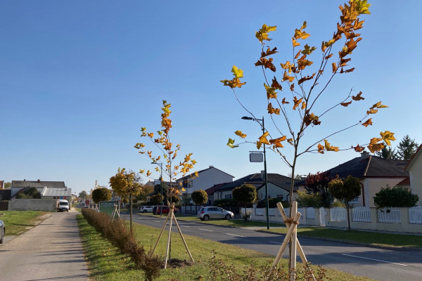 Neue Bäume für Parndorf